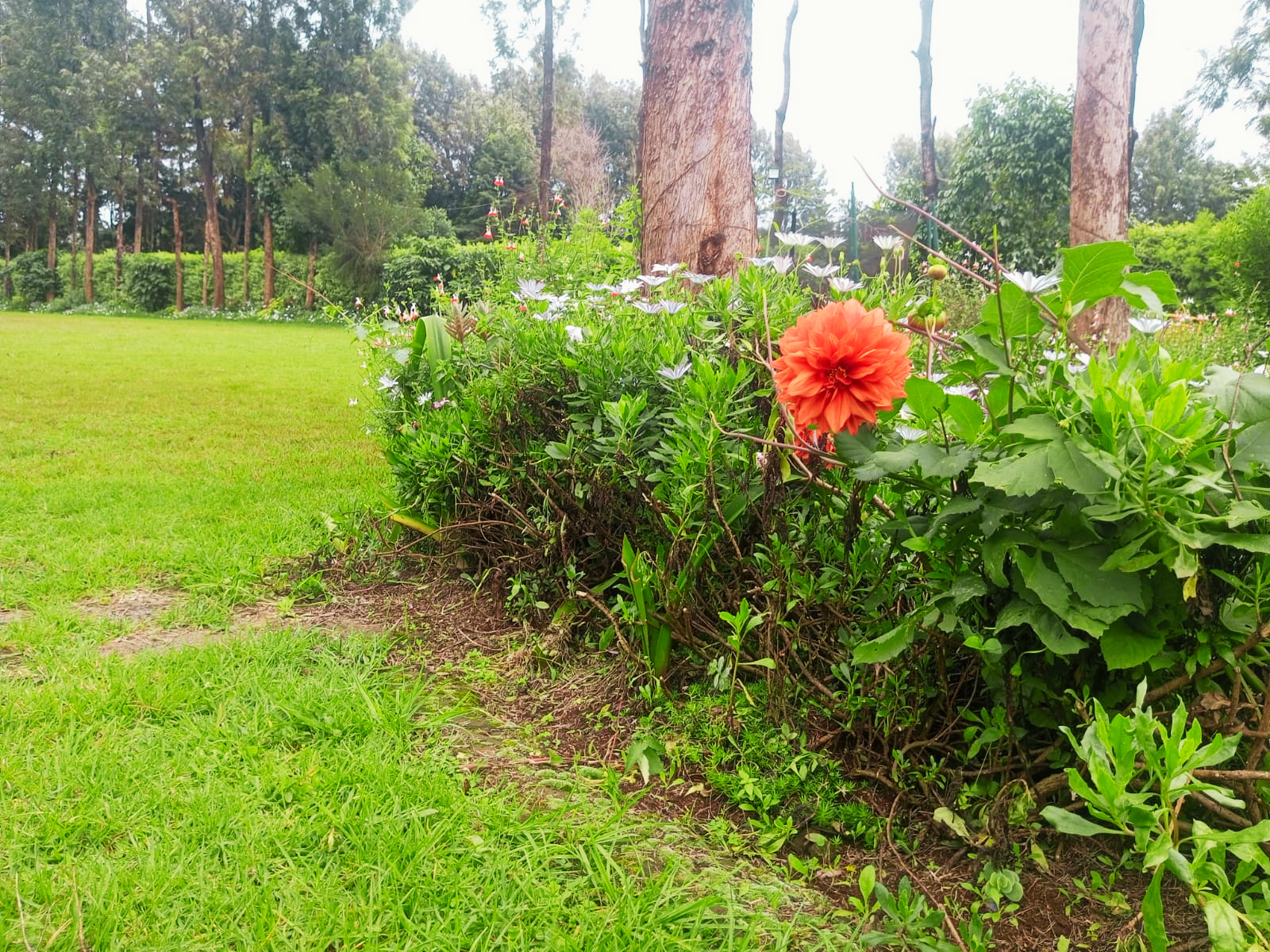 Garden View 6